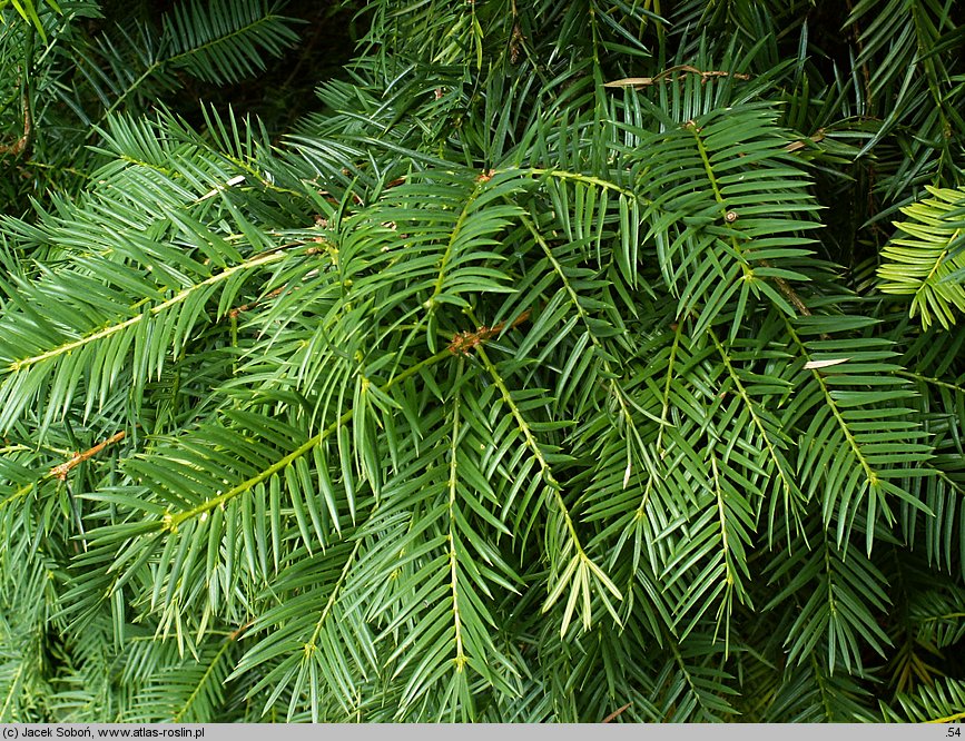 Torreya californica (czwórczak kalifornijski)