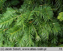 Torreya californica (czwórczak kalifornijski)