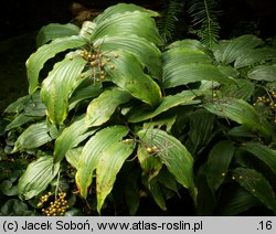 Smilacina racemosa (majówka groniasta)