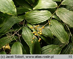 Smilacina racemosa (majówka groniasta)