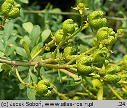 Ruta chalepensis