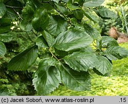 Crataegus persimilis cv. Splendens (głóg śliwolistny 'Splendens')