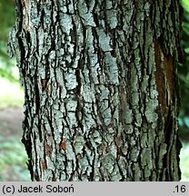 Crataegus persimilis ‘Splendens’ (głóg śliwolistny 'Splendens')