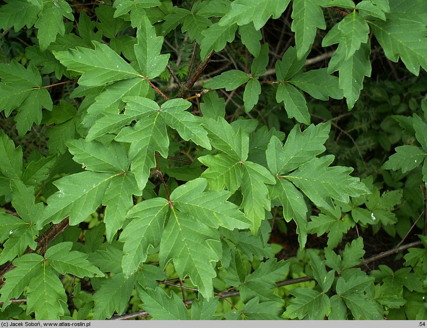 Acer griseum (klon strzępiastokory)