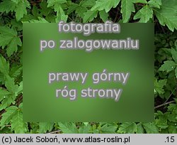 Acer griseum (klon strzępiastokory)