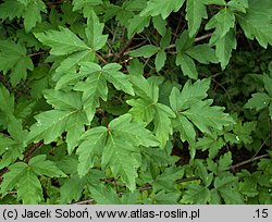 Acer griseum (klon strzępiastokory)