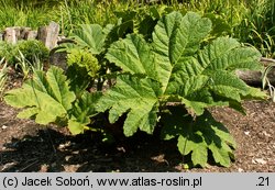 Gunnera manicata (gunnera olbrzymia)