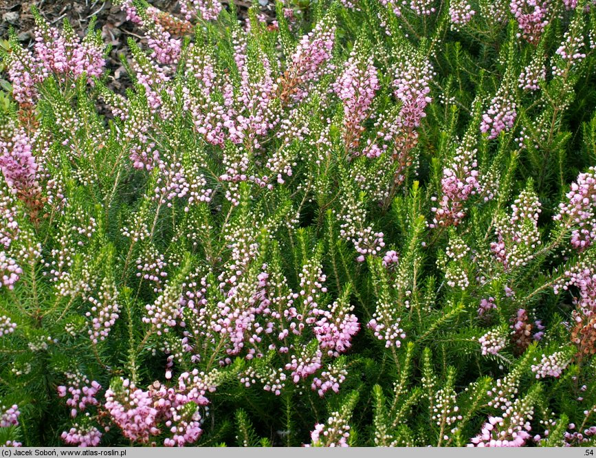 Erica vagans (wrzosiec rozpierzchły)