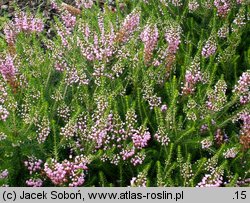 Erica vagans (wrzosiec rozpierzchły)