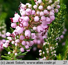 Erica vagans (wrzosiec rozpierzchły)