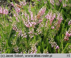 Erica vagans (wrzosiec rozpierzchły)