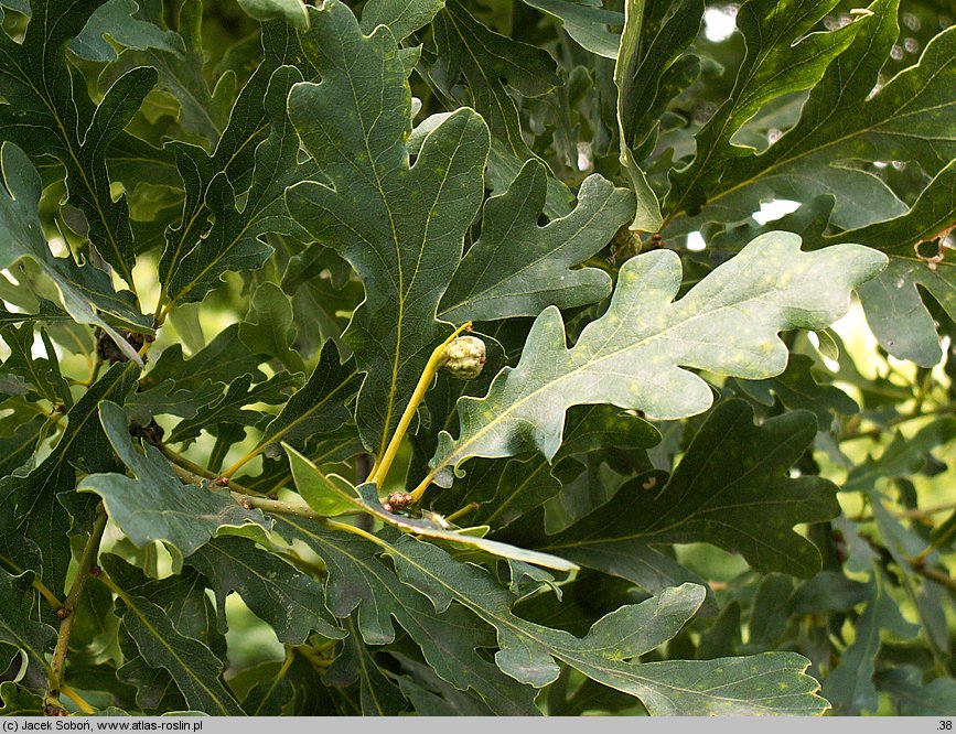 Quercus dentata (dąb zębaty)