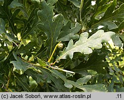 Quercus dentata (dąb zębaty)