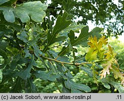 Quercus dentata (dąb zębaty)