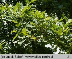 Quercus dentata (dąb zębaty)