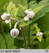 Eriocapitella hupehensis (zawilec chiński)