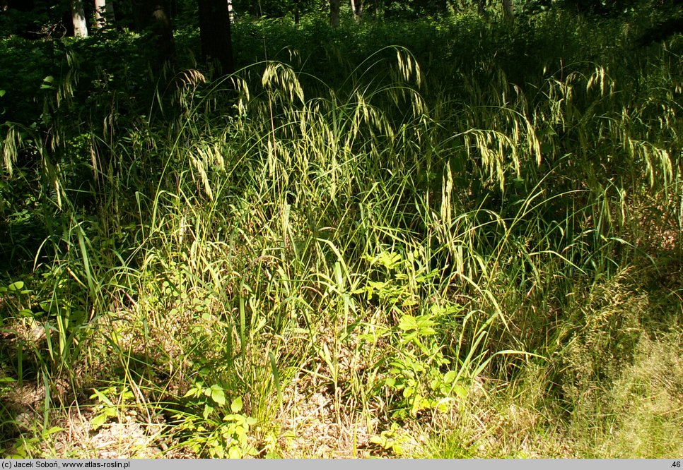 Bromus benekenii (stokłosa Benekena)