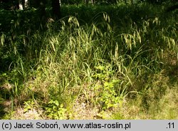 Bromus benekenii (stokłosa Benekena)