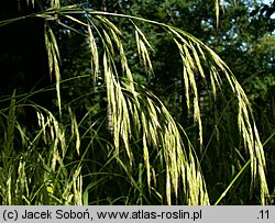 Bromus benekenii (stokłosa Benekena)