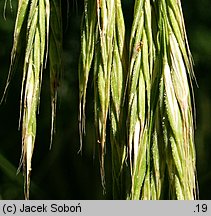 Bromus benekenii (stokłosa Benekena)