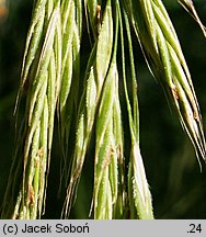 Bromus benekenii (stokłosa Benekena)