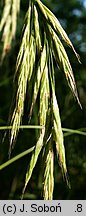 Bromus benekenii (stokłosa Benekena)