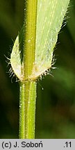 Bromus benekenii (stokłosa Benekena)