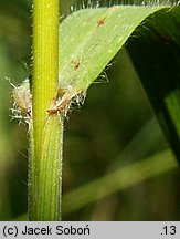 Bromus benekenii (stokłosa Benekena)