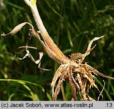 Bromus benekenii (stokłosa Benekena)