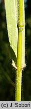 Bromus benekenii (stokłosa Benekena)