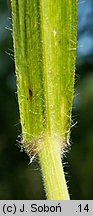 Bromus benekenii (stokłosa Benekena)