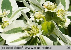 Euphorbia marginata (wilczomlecz obrzeżony)