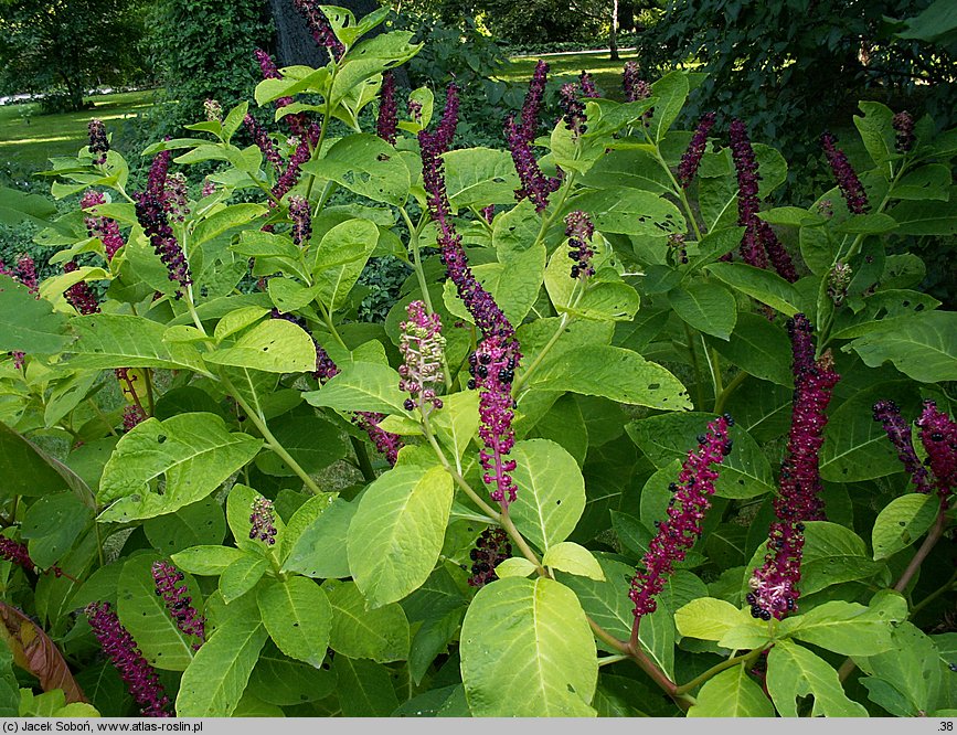 Phytolacca acinosa (szkarłatka jagodowa)