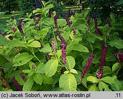 Phytolacca acinosa (szkarłatka jagodowa)