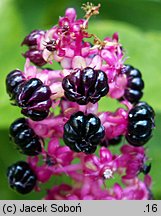 Phytolacca acinosa (szkarłatka jagodowa)