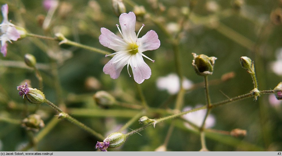 Gypsophila scorzonerifolia