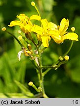 Sisymbrium luteum