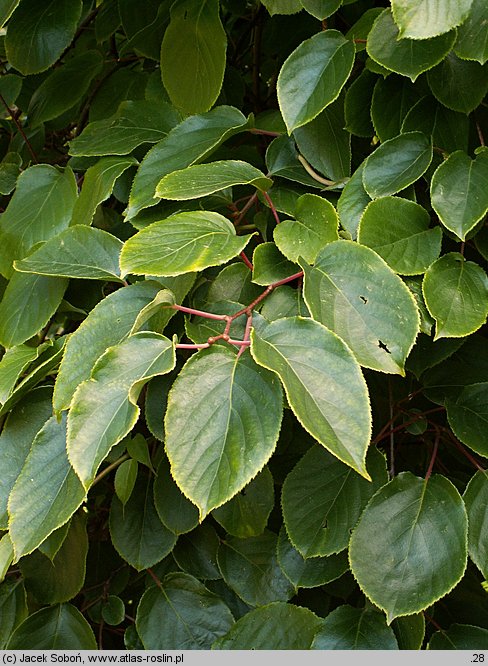 Actinidia polygama