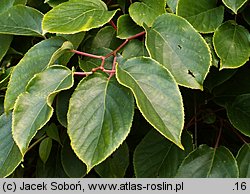 Actinidia polygama