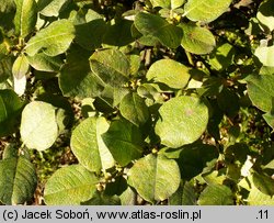 Salix lanata (wierzba wełnista)