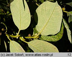 Salix lanata (wierzba wełnista)