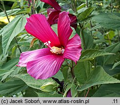 Hibiscus moscheutos (ketmia bagienna)