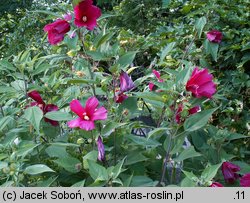 Hibiscus moscheutos (ketmia bagienna)