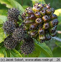 Eleutherococcus sessiliflorus (kolcosił bezszypułkowy)