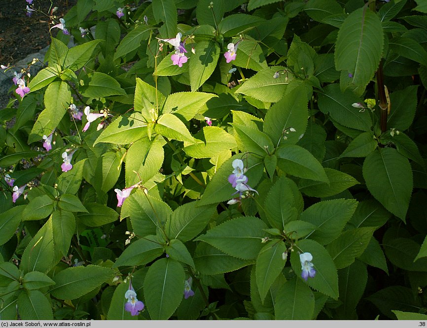 Impatiens balfourii (niecierpek Balfoura)