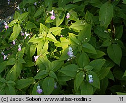 Impatiens balfourii (niecierpek Balfoura)