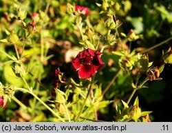 Potentilla thurberi (pięciornik Thurbera)