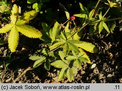 Potentilla thurberi (pięciornik Thurbera)