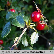 Rosa serafini (róża Serafina)