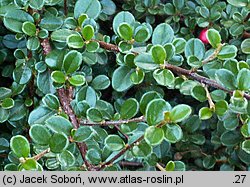 Cotoneaster congestus